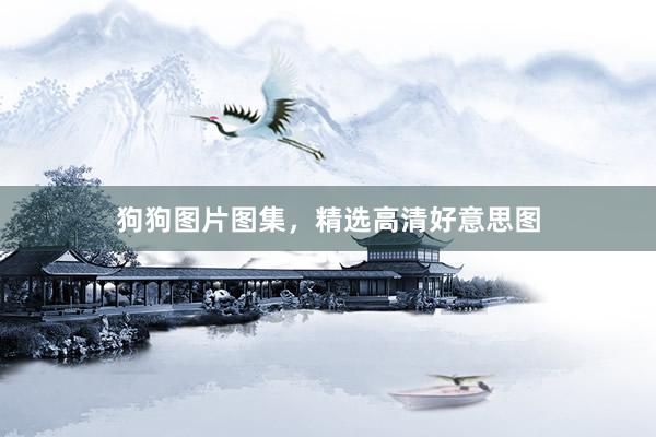 狗狗图片图集，精选高清好意思图